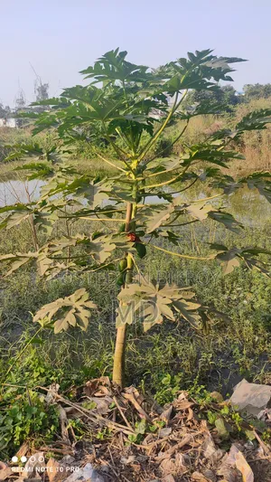গোডাউন +খামার + জমি ঘাস চাষযোগ্য ভাড়া হবে