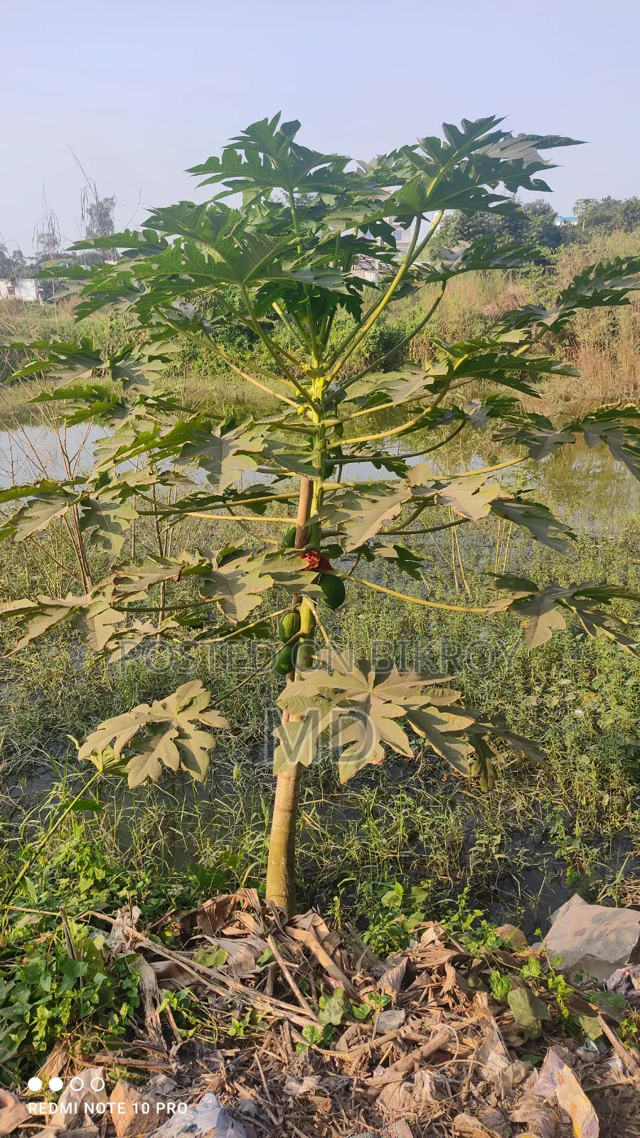 গোডাউন +খামার + জমি ঘাস চাষযোগ্য ভাড়া হবে