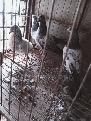 পাকিস্তানি কামাগার কবুতরের বাচ্চা ৪টি