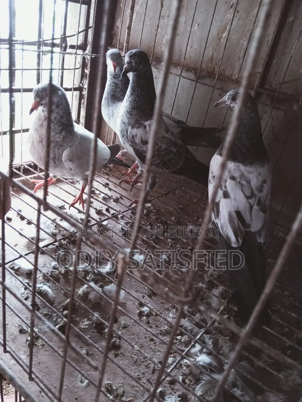পাকিস্তানি কামাগার কবুতরের বাচ্চা ৪টি