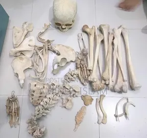 মেডিকেল শিক্ষার্থীদের হাড়