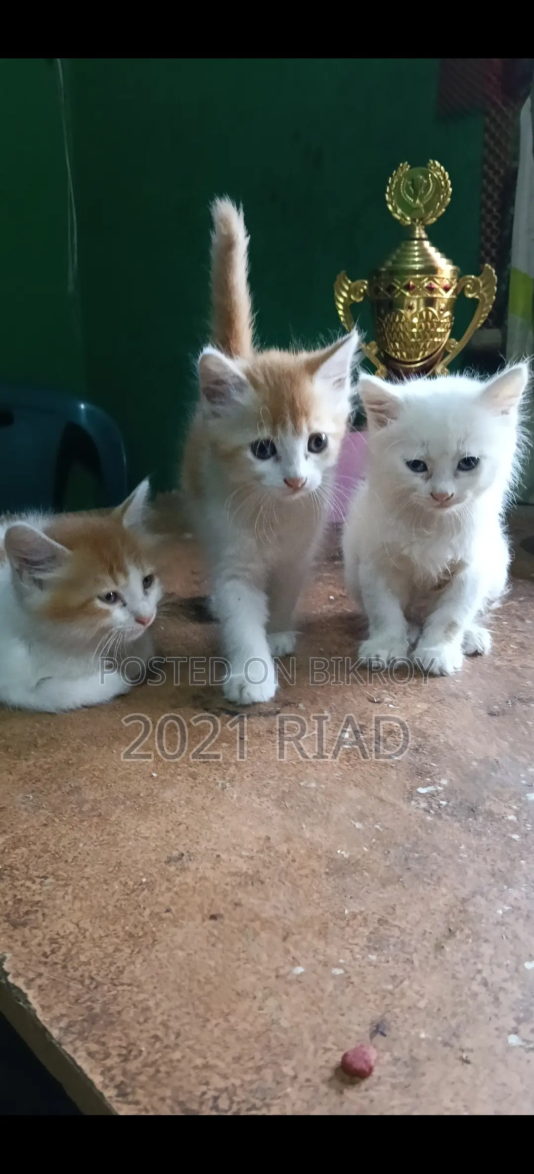 1-3 Months Male Mixed Breed Persian