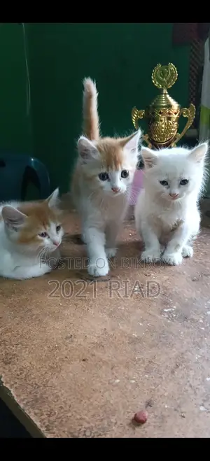 1-3 Months Male Mixed Breed Persian
