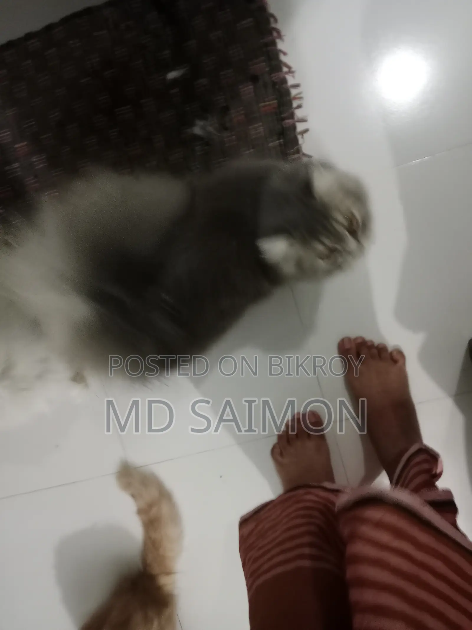 3-6 Months Male Purebred Persian