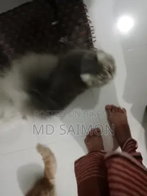 3-6 Months Male Purebred Persian