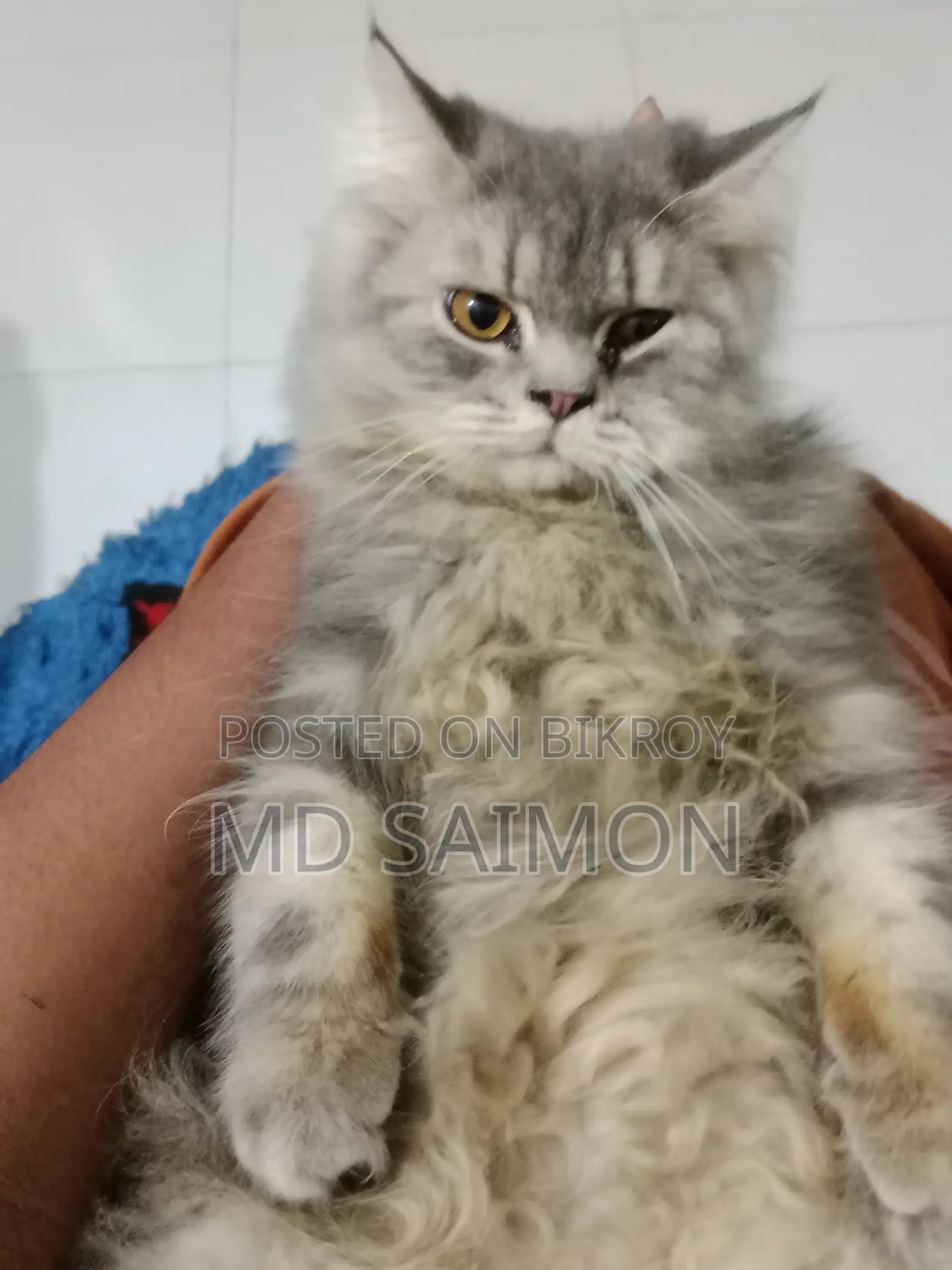 3-6 Months Male Purebred Persian