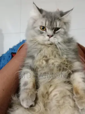 3-6 Months Male Purebred Persian