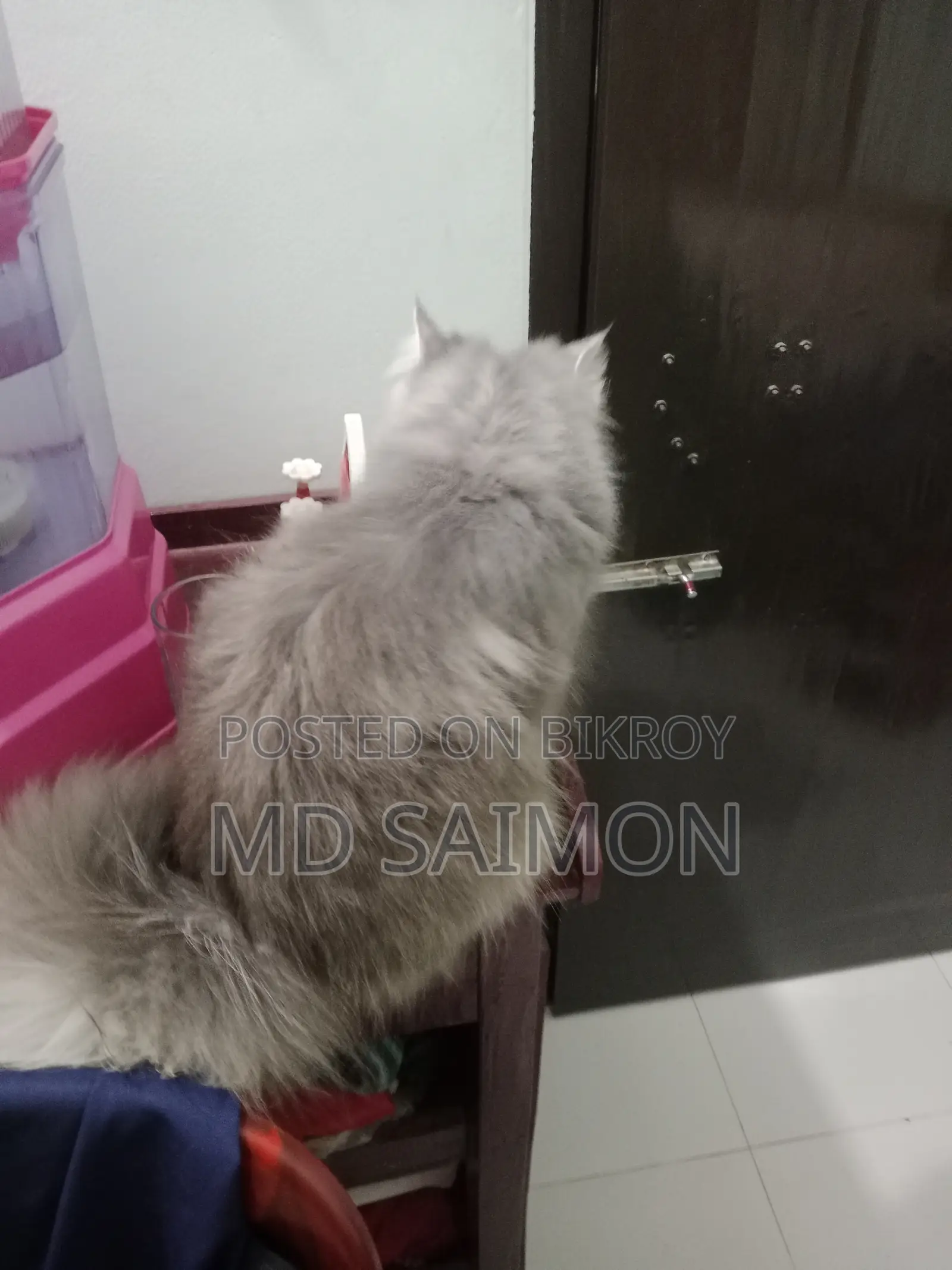 3-6 Months Male Purebred Persian