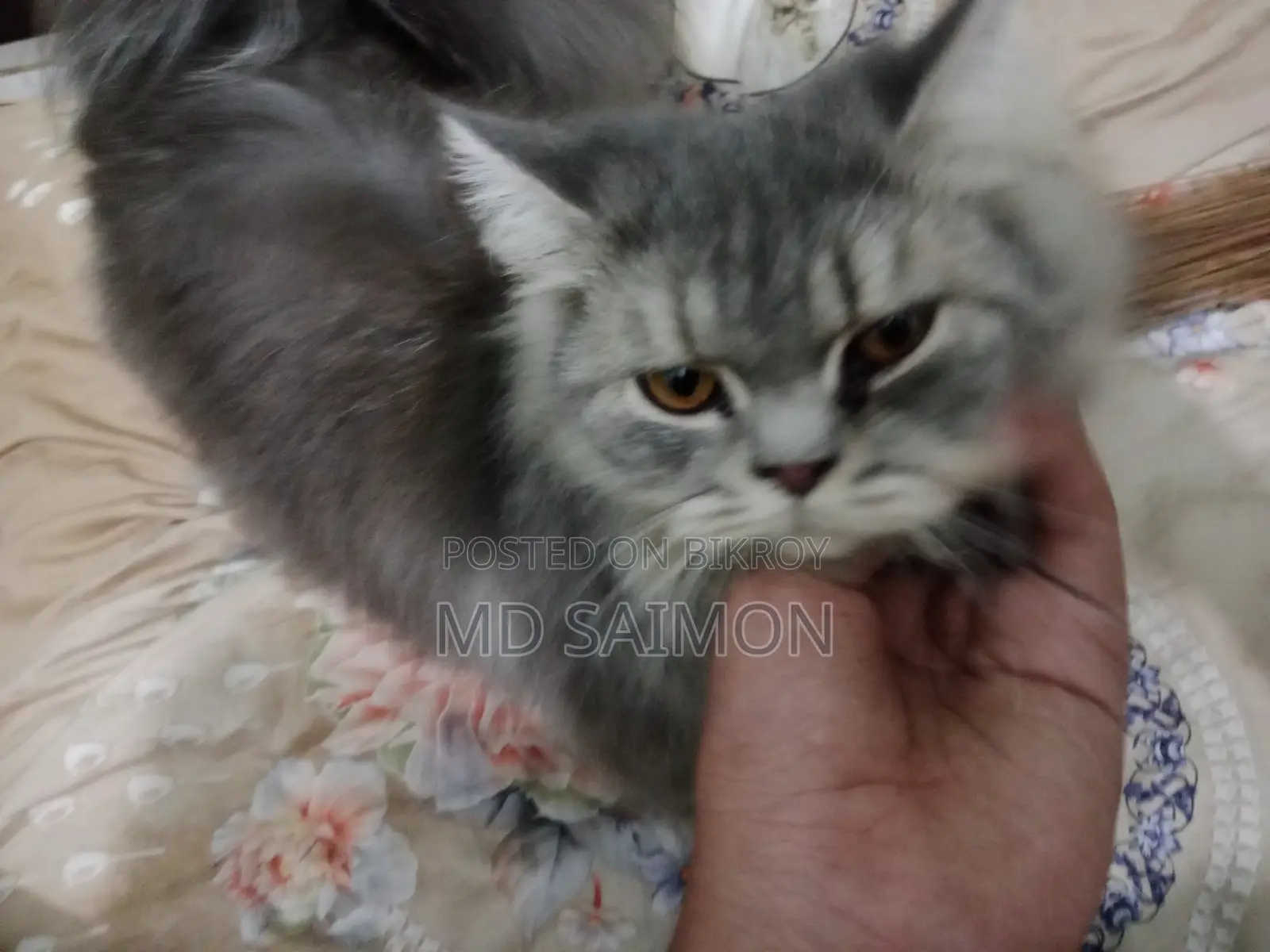 3-6 Months Male Purebred Persian