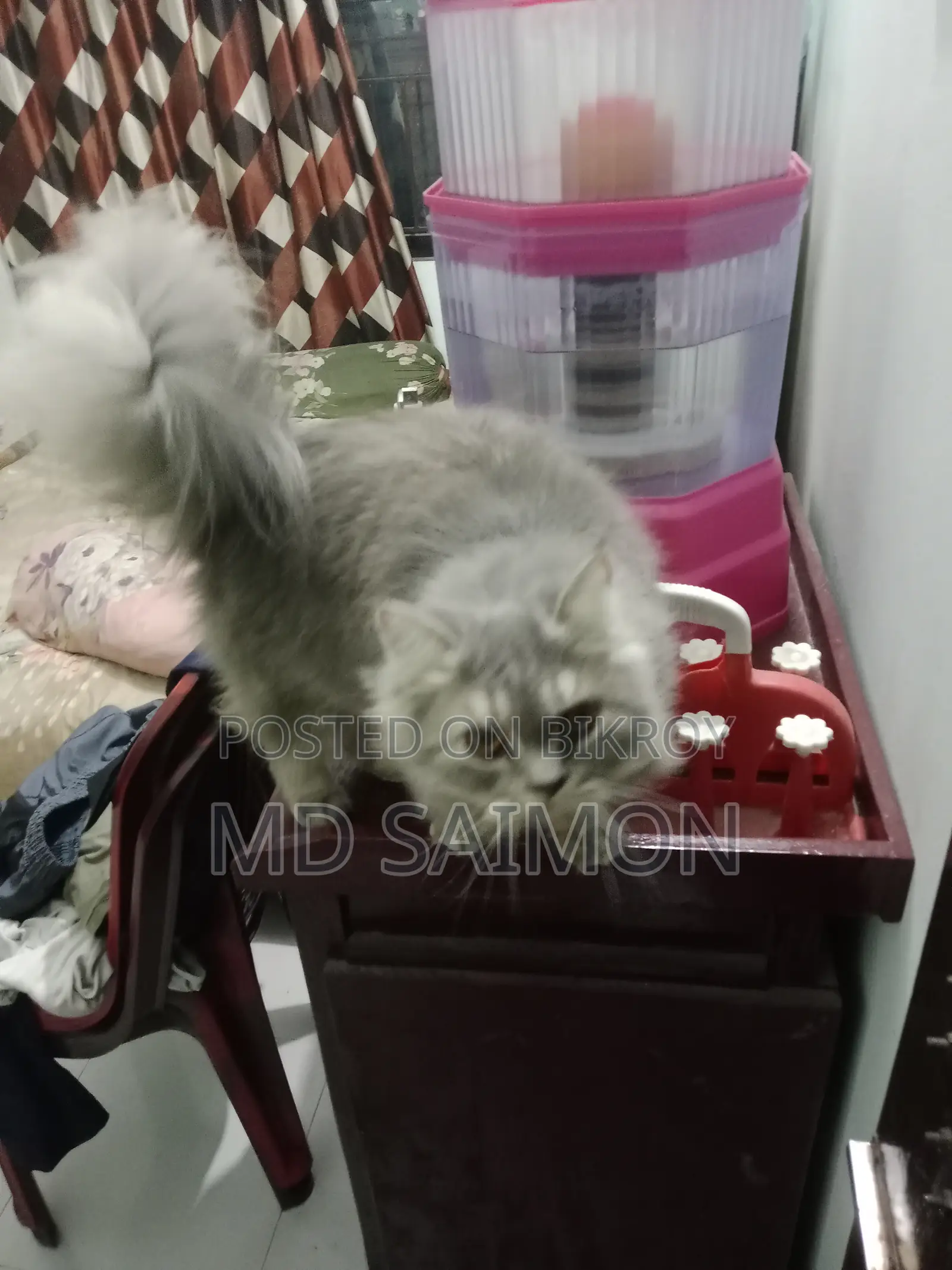 3-6 Months Male Purebred Persian