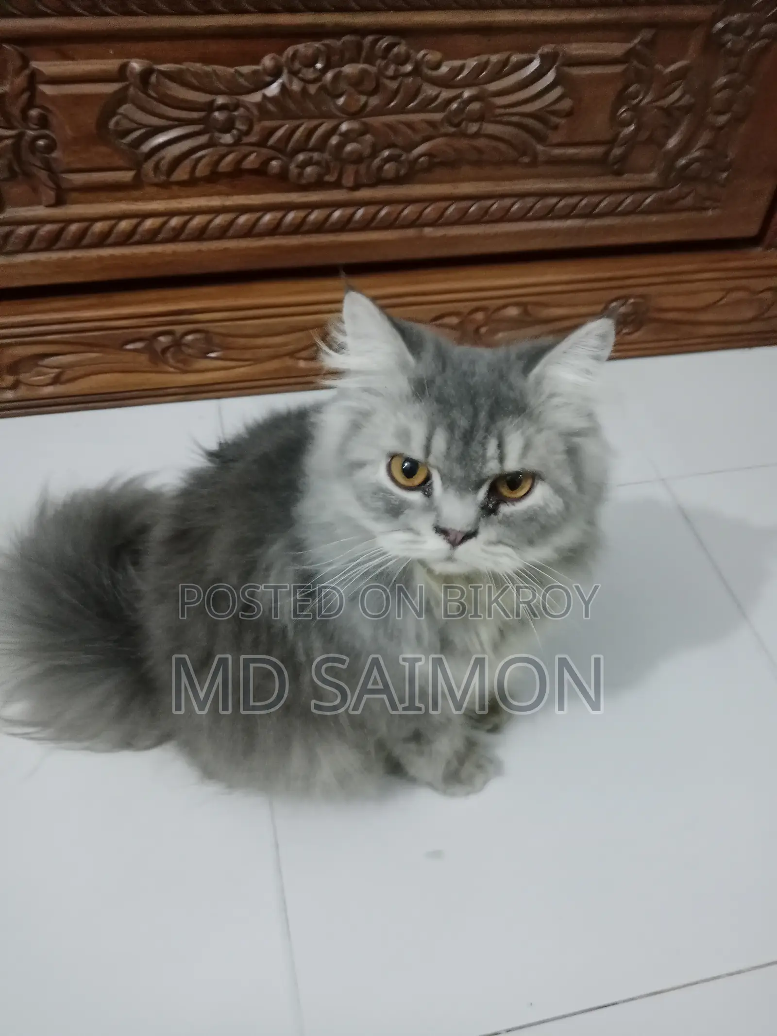 3-6 Months Male Purebred Persian
