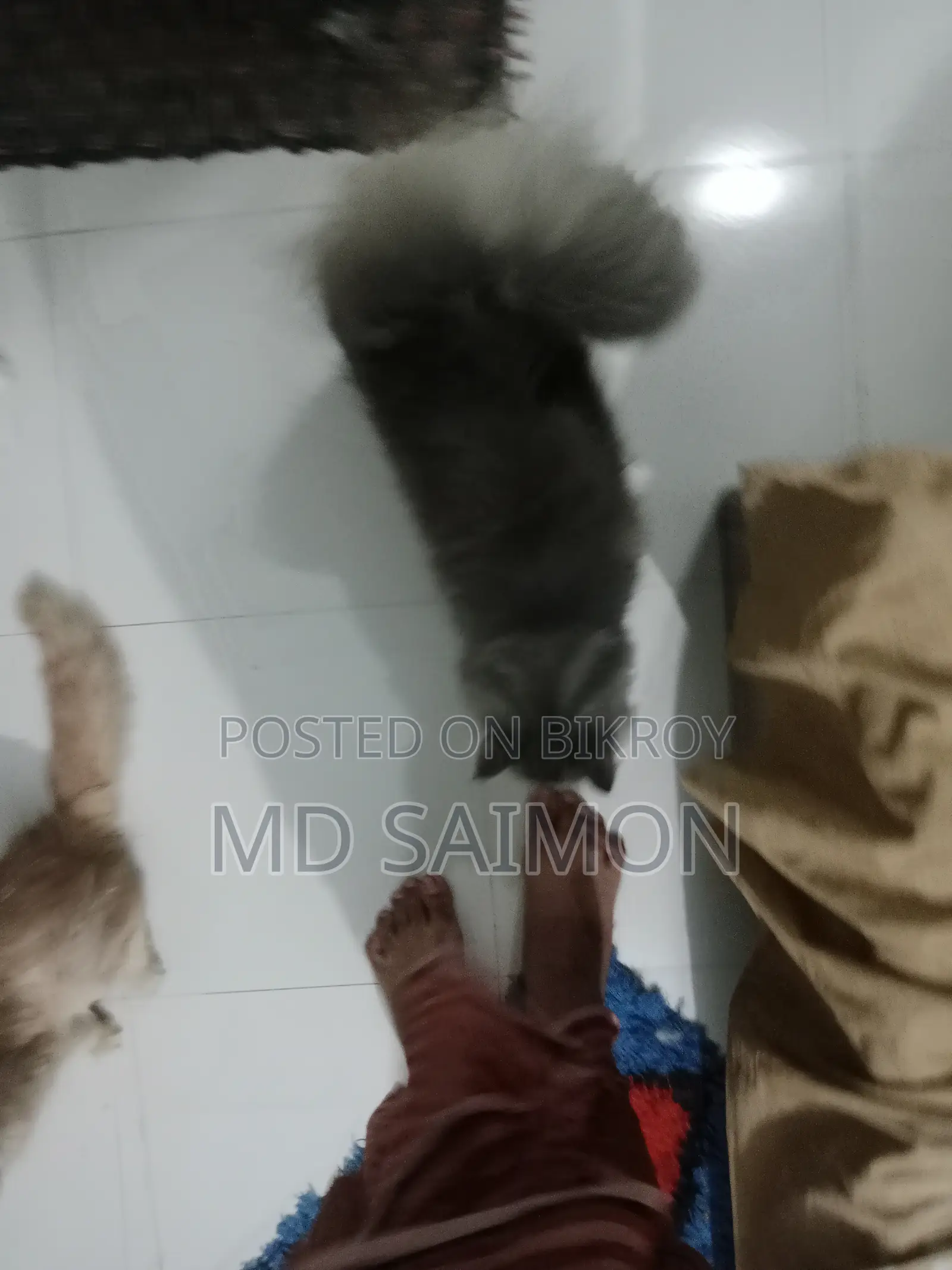 3-6 Months Male Purebred Persian