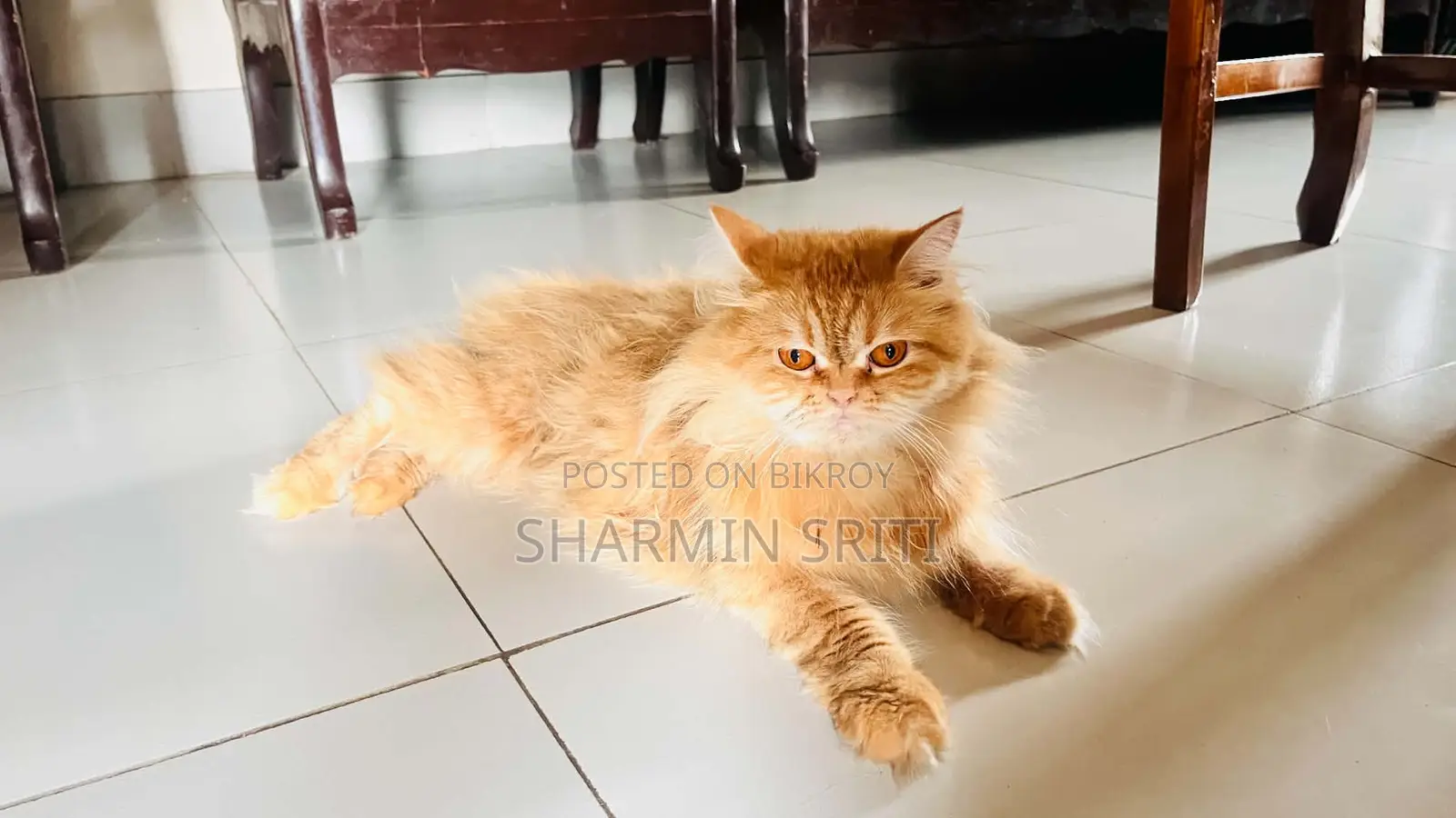 1+ year Female Purebred Persian