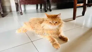 1+ year Female Purebred Persian