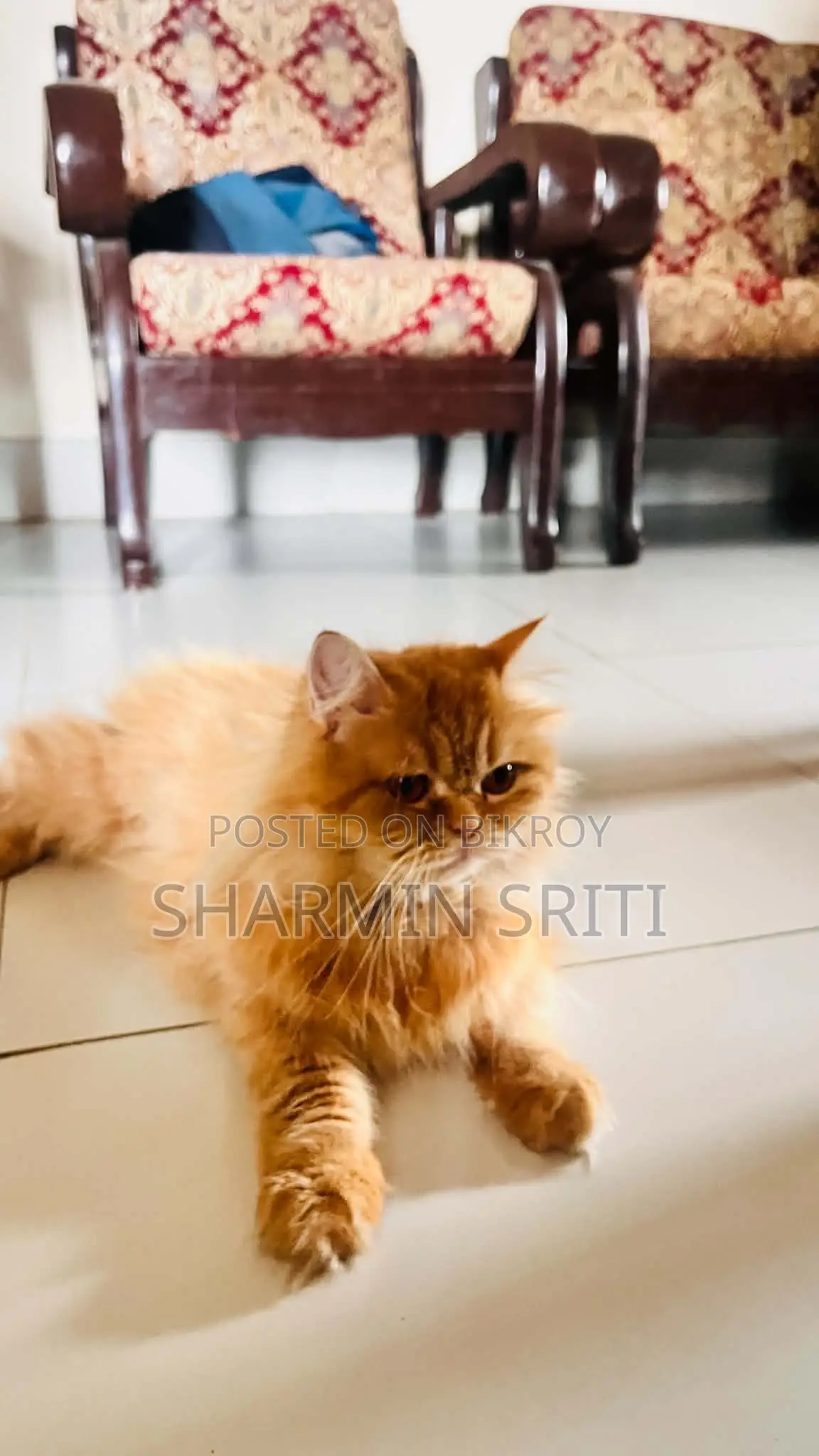 1+ year Female Purebred Persian