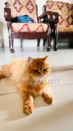 1+ year Female Purebred Persian