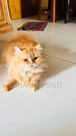 1+ year Female Purebred Persian