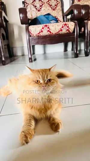 1+ year Female Purebred Persian