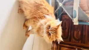 1+ year Female Purebred Persian