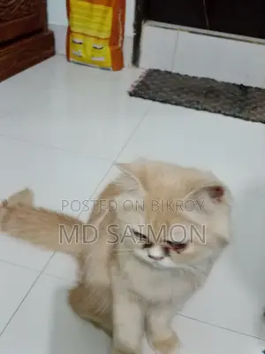 1+ Year Female Purebred Persian