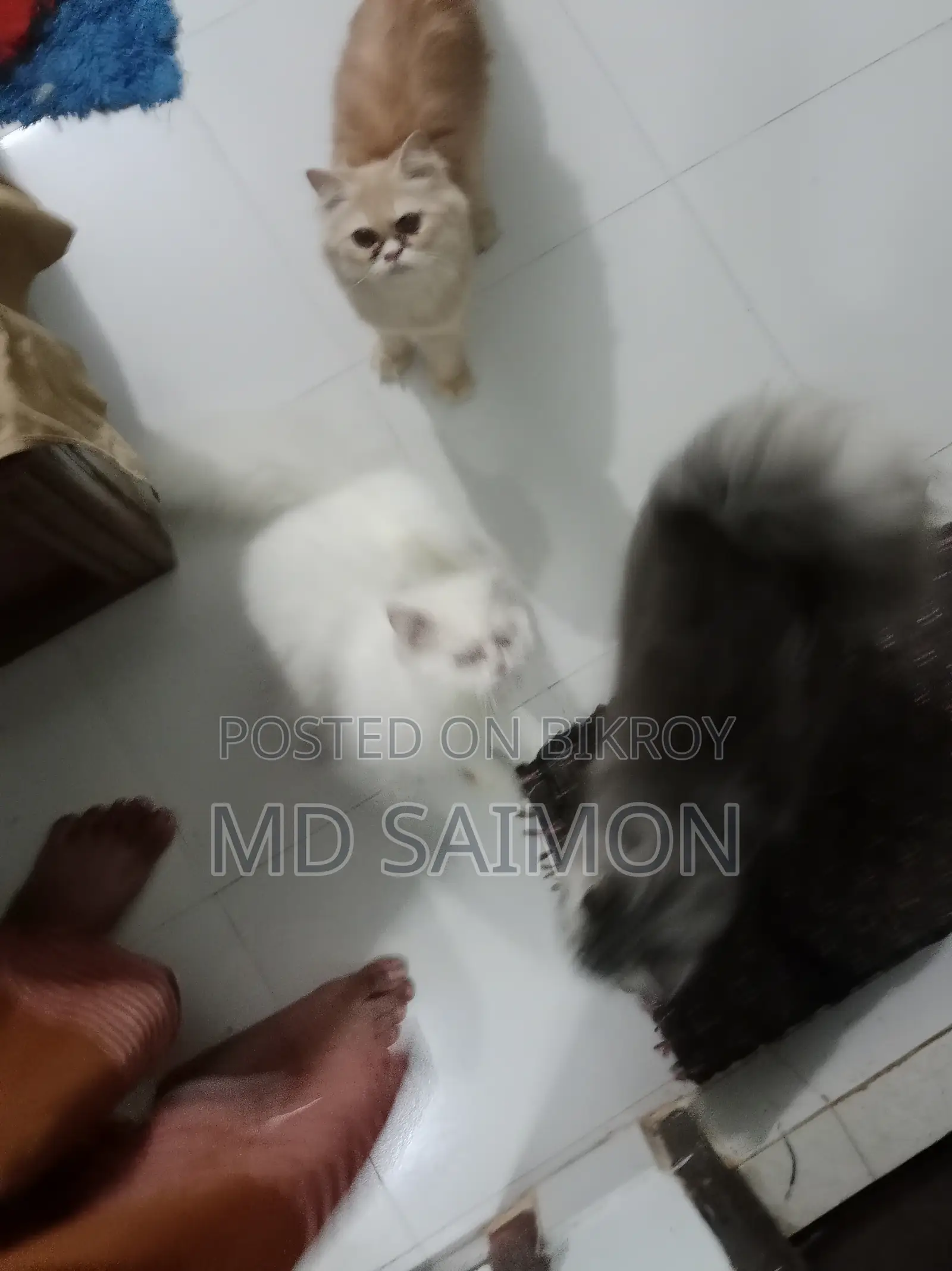1+ Year Female Purebred Persian