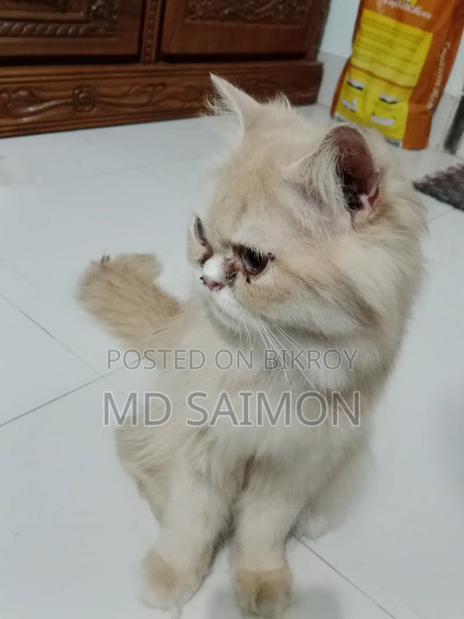 1+ Year Female Purebred Persian