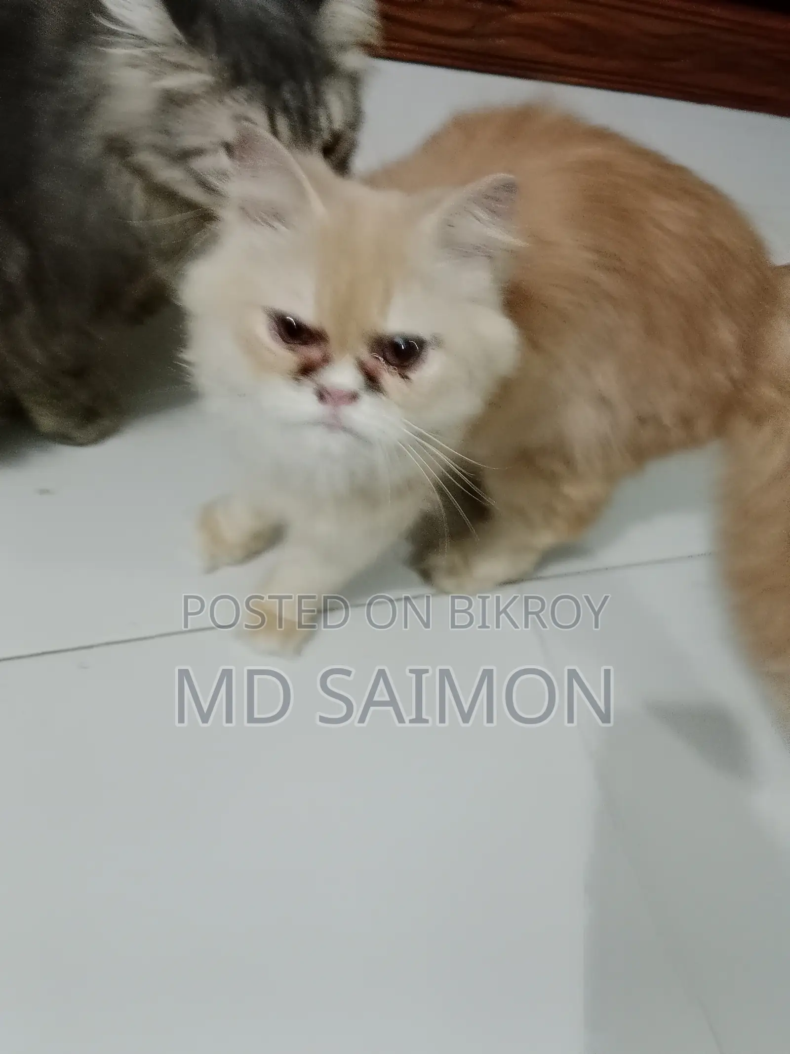 1+ Year Female Purebred Persian