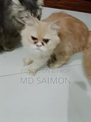 1+ Year Female Purebred Persian