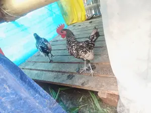সিলভার সেব্রাইট মোরগ
