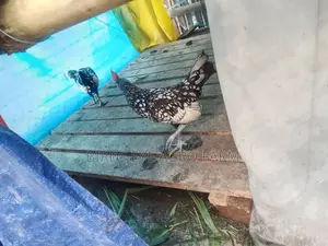 সিলভার সেব্রাইট মোরগ