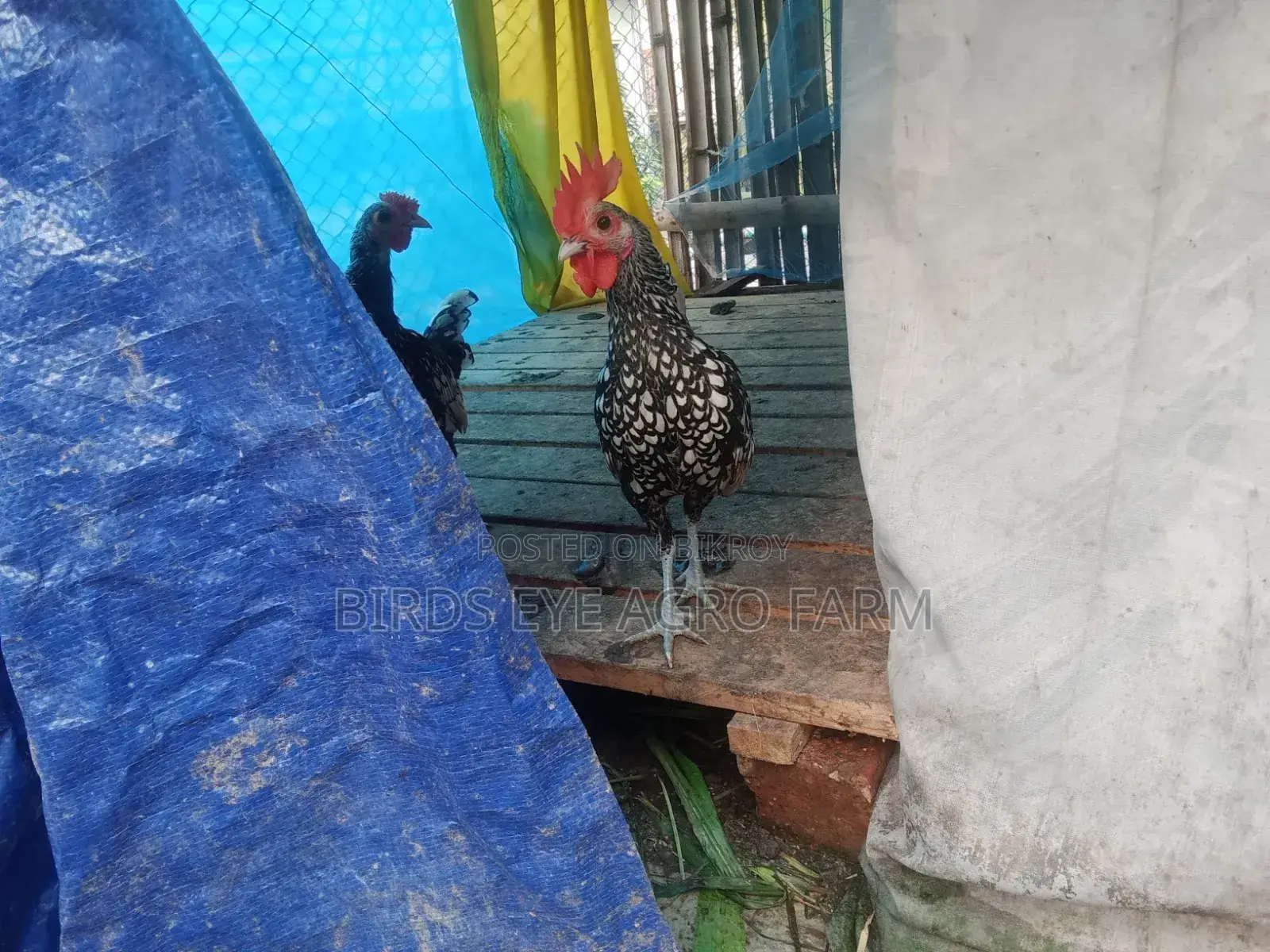 সিলভার সেব্রাইট মোরগ