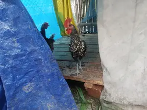 সিলভার সেব্রাইট মোরগ