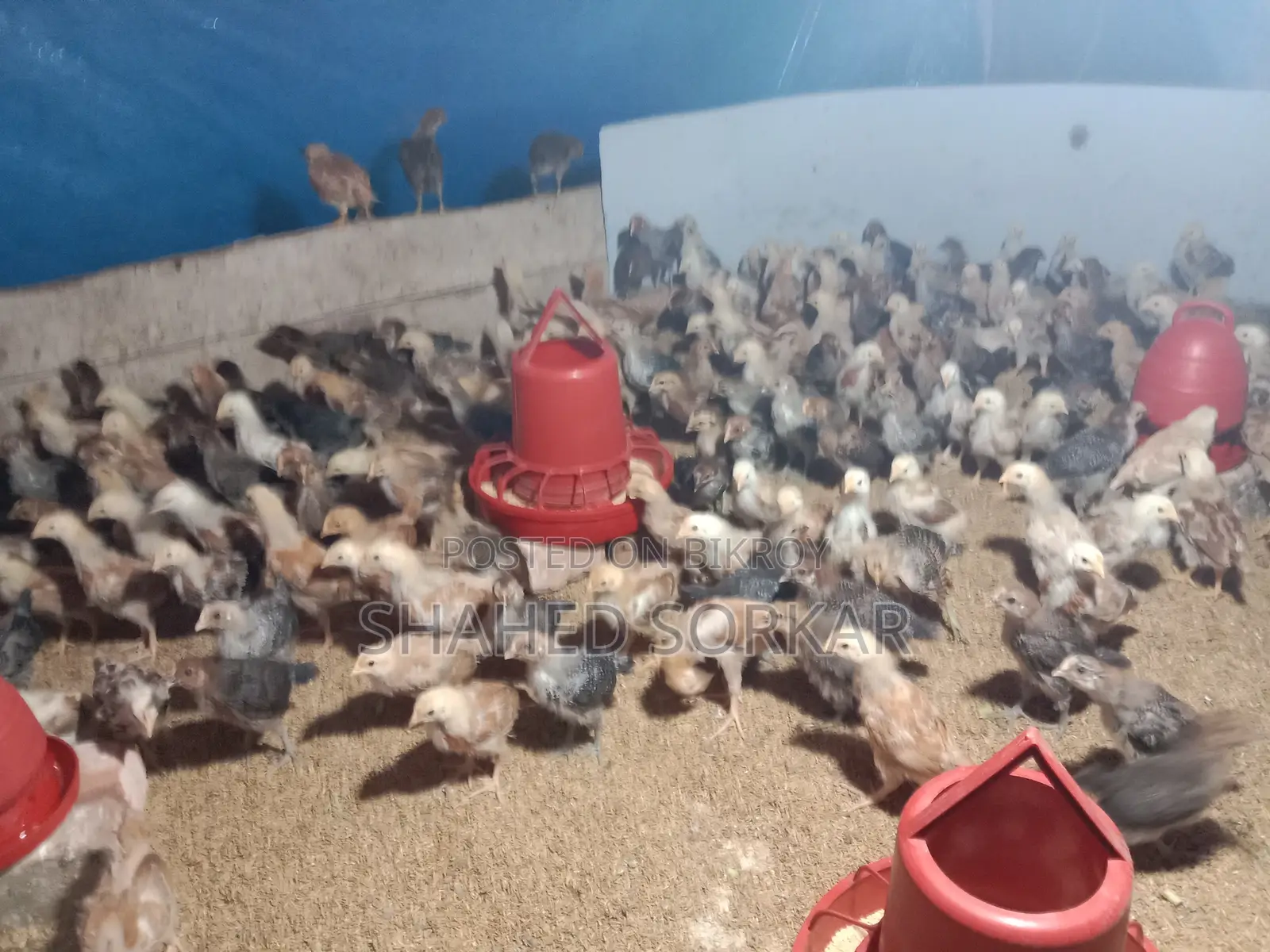 ফাউমি এবং টাইগার মুরগির বাচ্চা ৩০ দিন