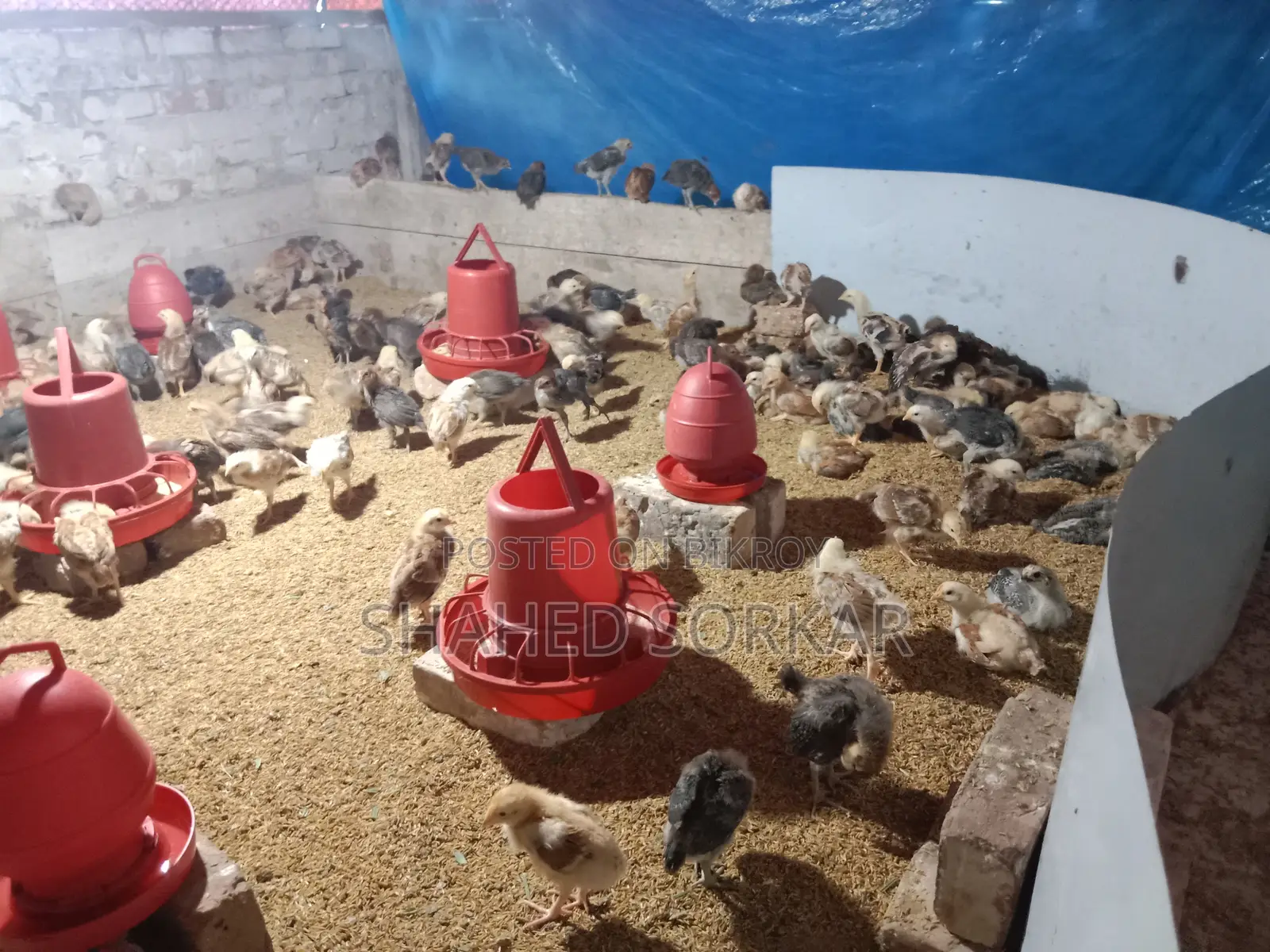 ফাউমি এবং টাইগার মুরগির বাচ্চা ৩০ দিন