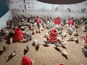 ফাউমি এবং টাইগার মুরগির বাচ্চা ৩০ দিন