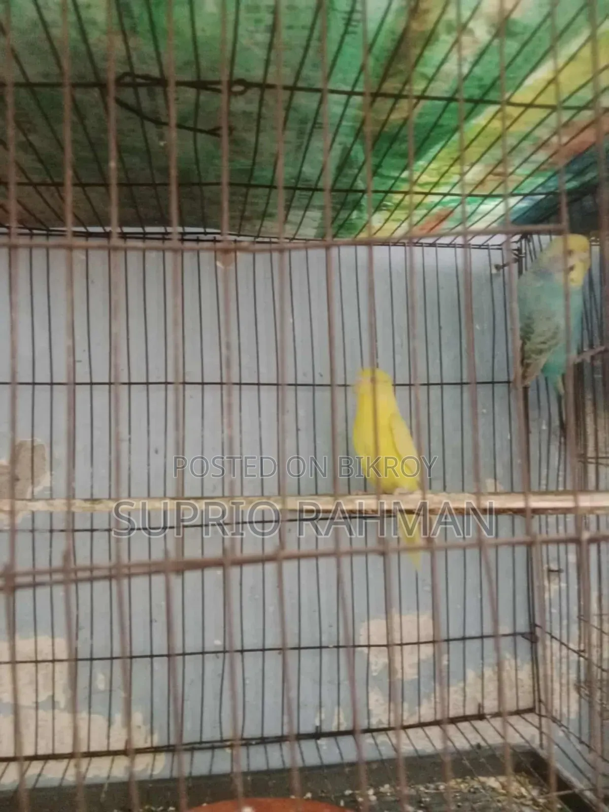 Budgerigar Bird