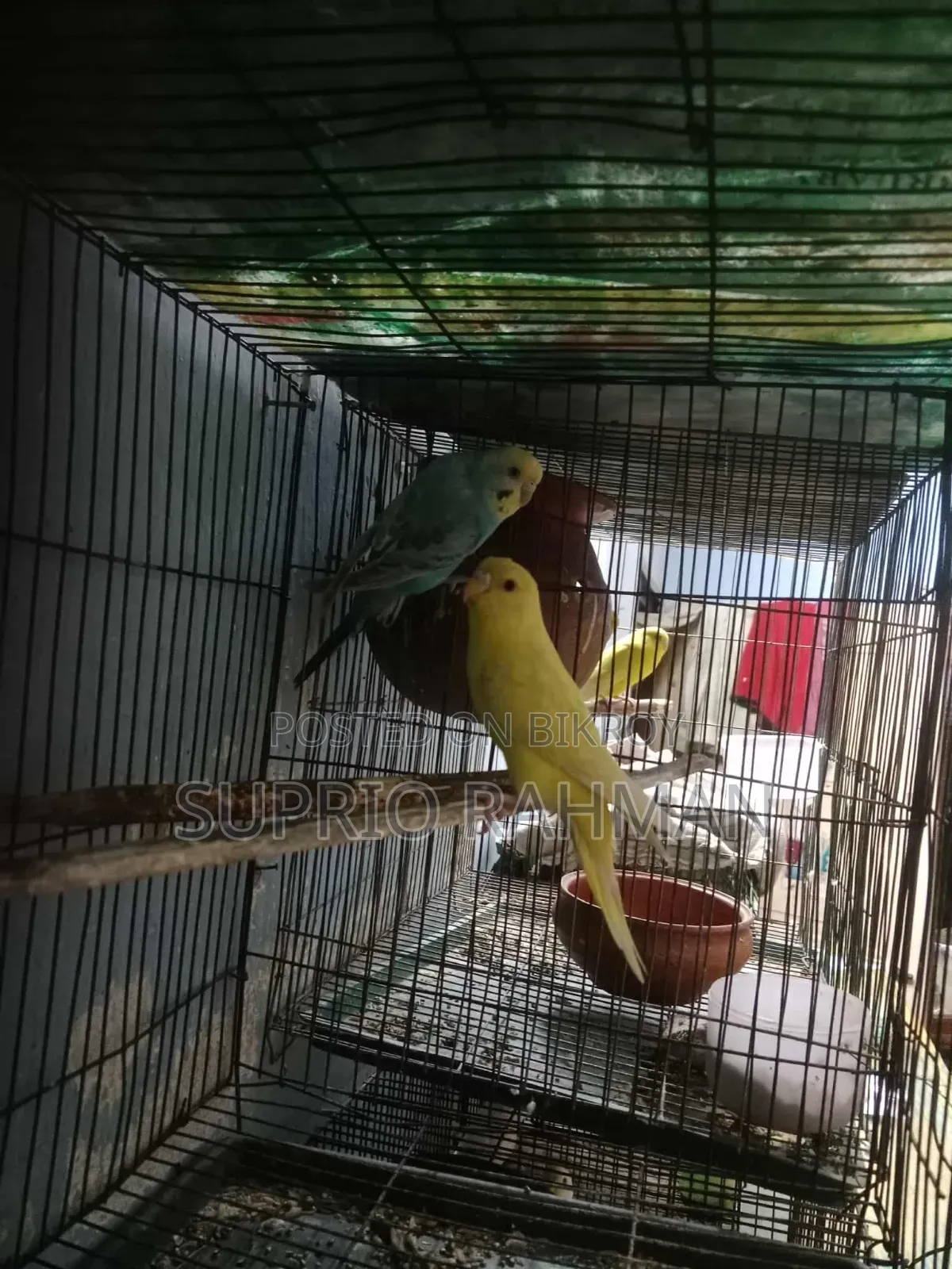 Budgerigar Bird