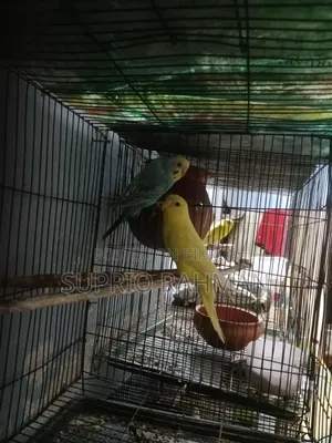 Budgerigar Bird