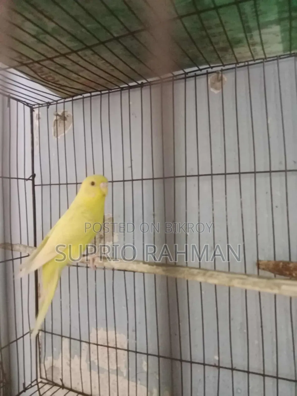 Budgerigar Bird