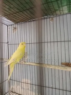 Budgerigar Bird