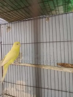 Budgerigar Bird