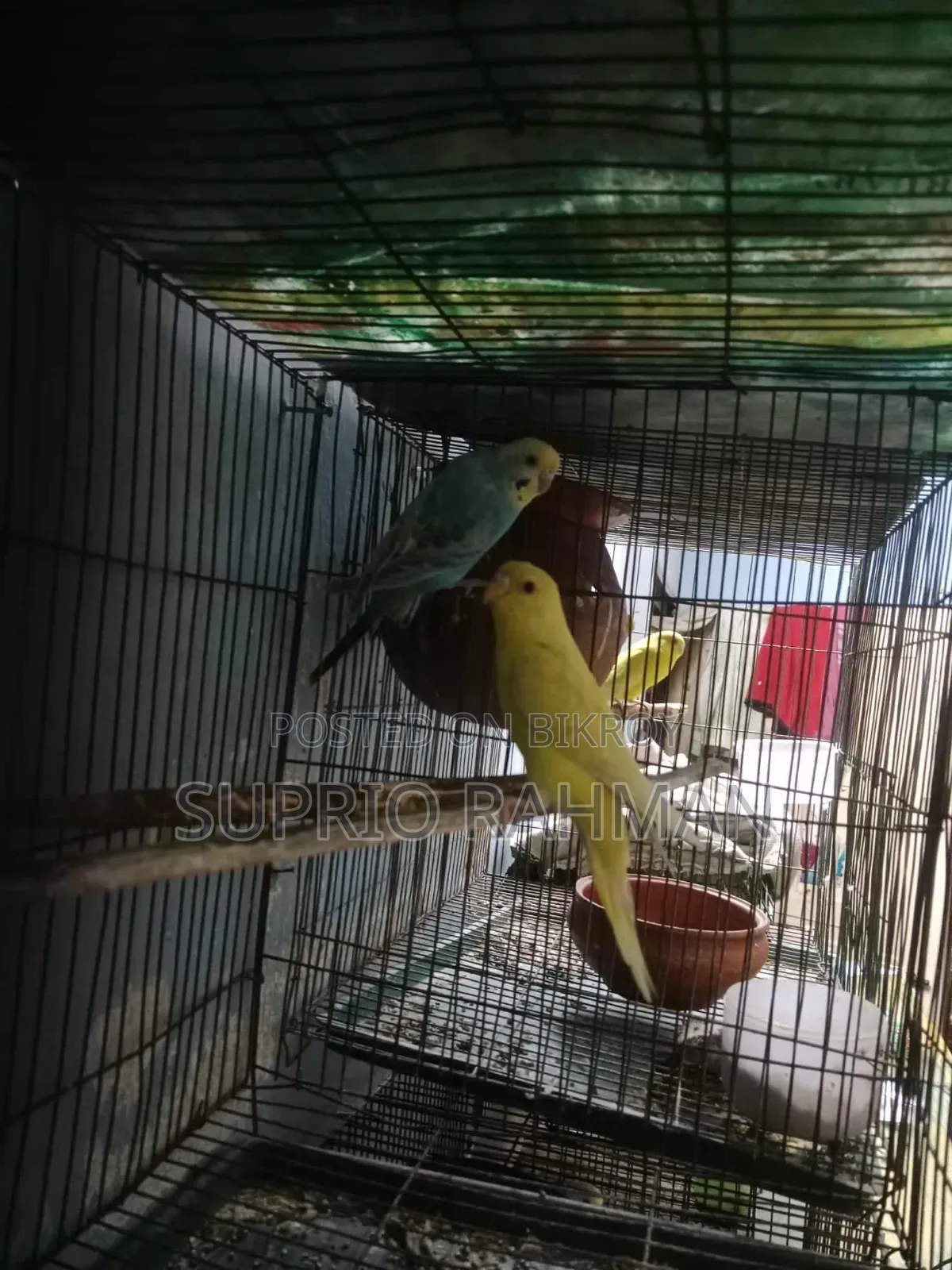 Budgerigar Bird