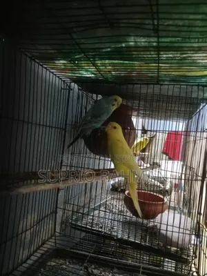 Budgerigar Bird