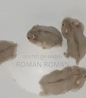 Dwarf Hamster Baby Pair Available