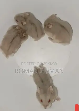 ডোয়ার্ফ হ্যামস্টার বেবি জোড়া পাওয়া যাচ্ছে