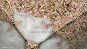 ডোয়ার্ফ হ্যামস্টার বেবি জোড়া পাওয়া যাচ্ছে