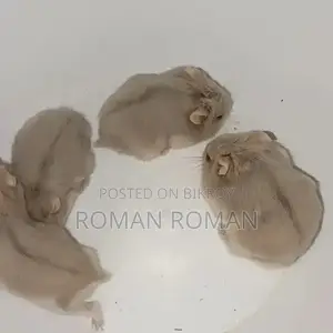 ডোয়ার্ফ হ্যামস্টার বেবি জোড়া পাওয়া যাচ্ছে