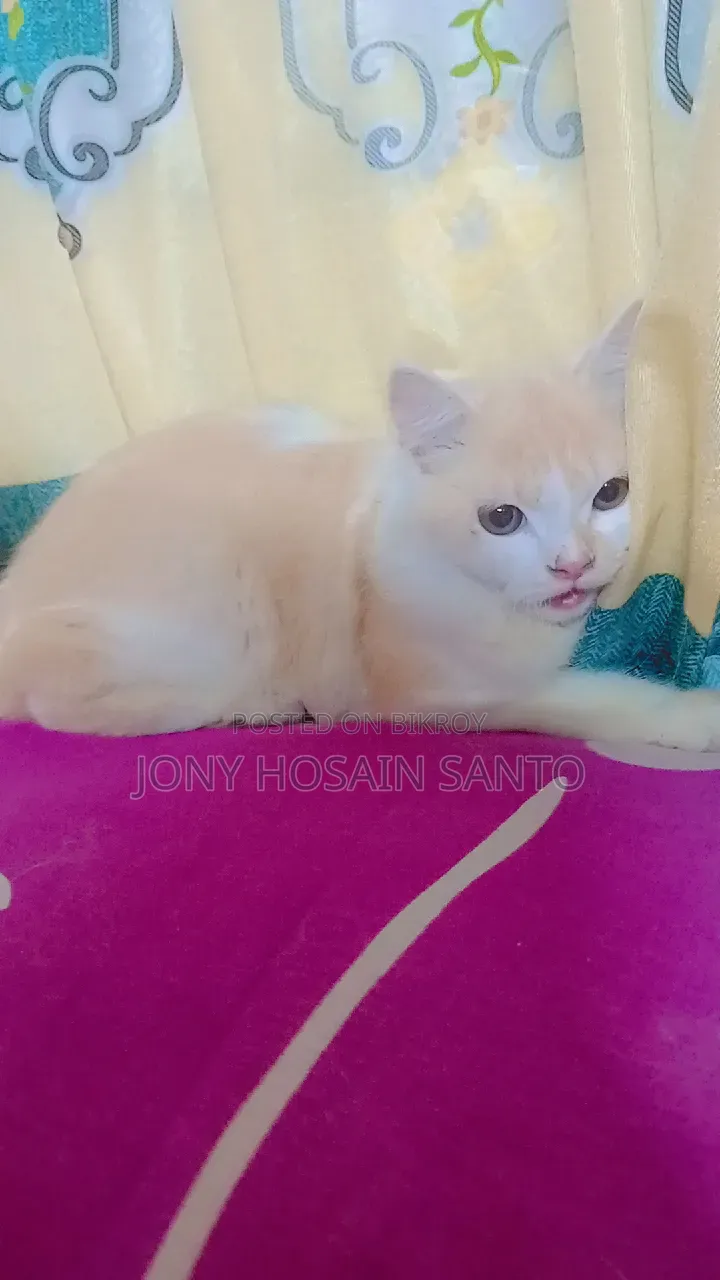 3-6 Months Male Purebred Persian
