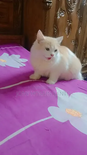 3-6 Months Male Purebred Persian