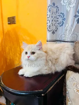3-6 Months Male Purebred Persian